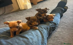 Jack Russell dogs for sale: Beautiful miniature jack russell puppies  - Image 9