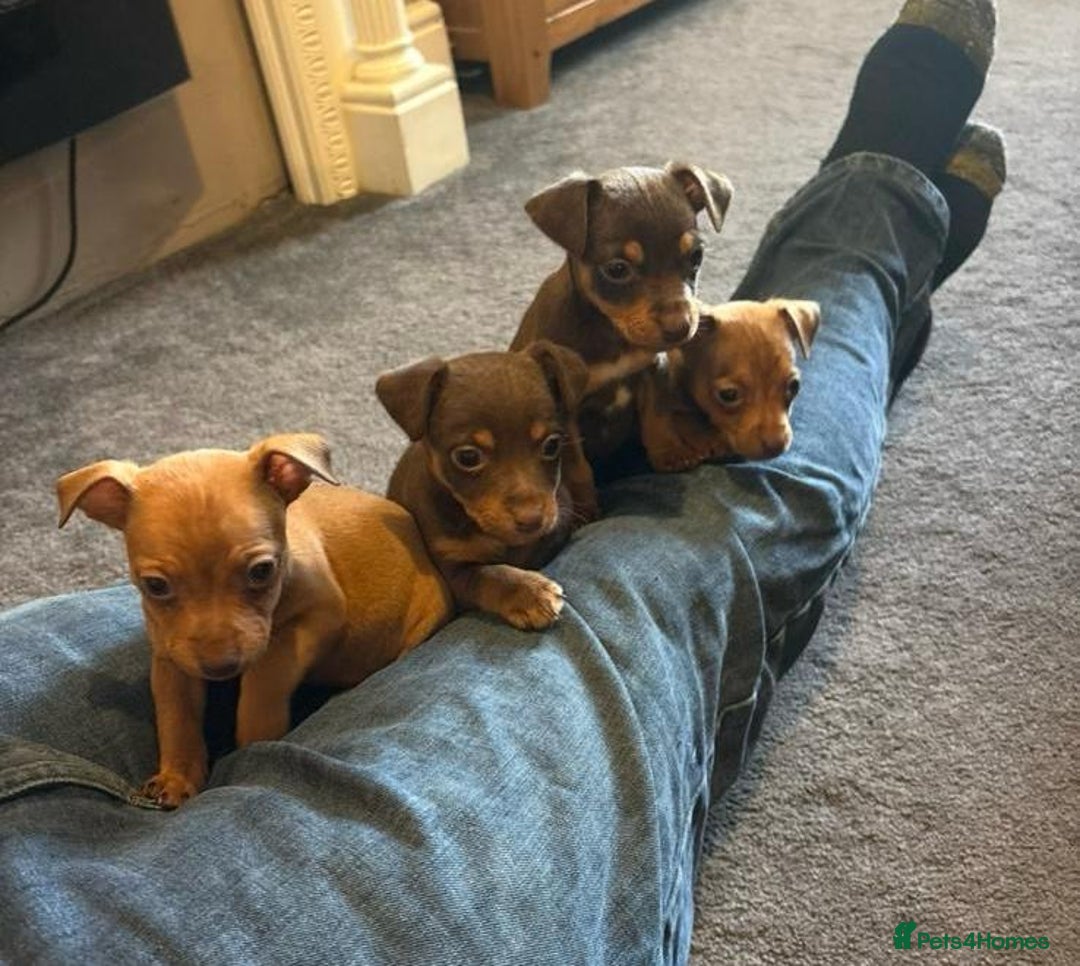 Jack Russell dogs for sale: Beautiful miniature jack russell puppies  - Image 9