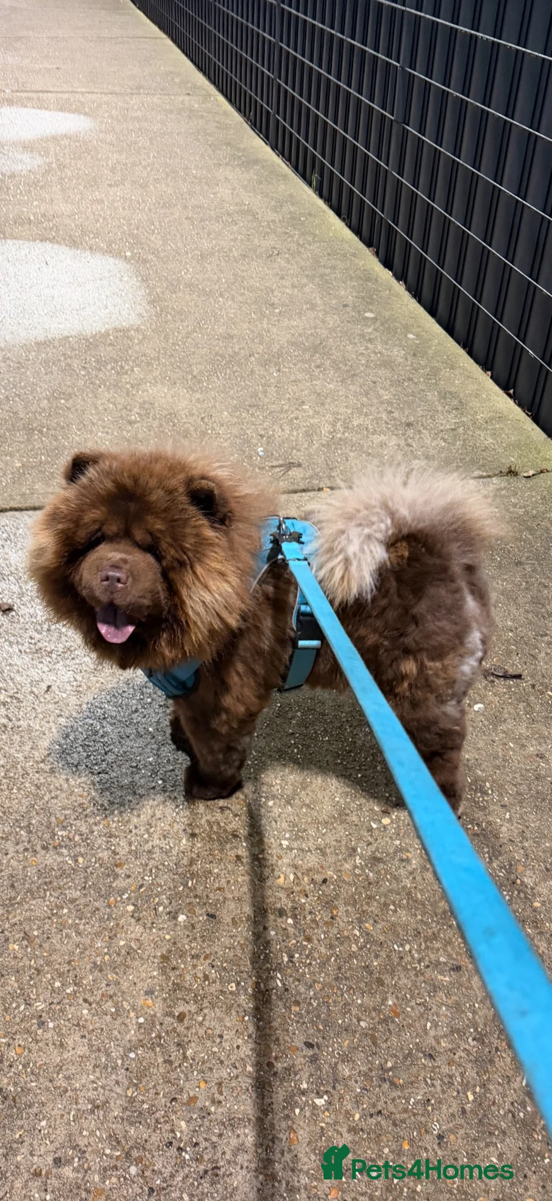Chow Chow dogs for stud: KC registered Chocolate boy for stud 🤎 - Advert 4