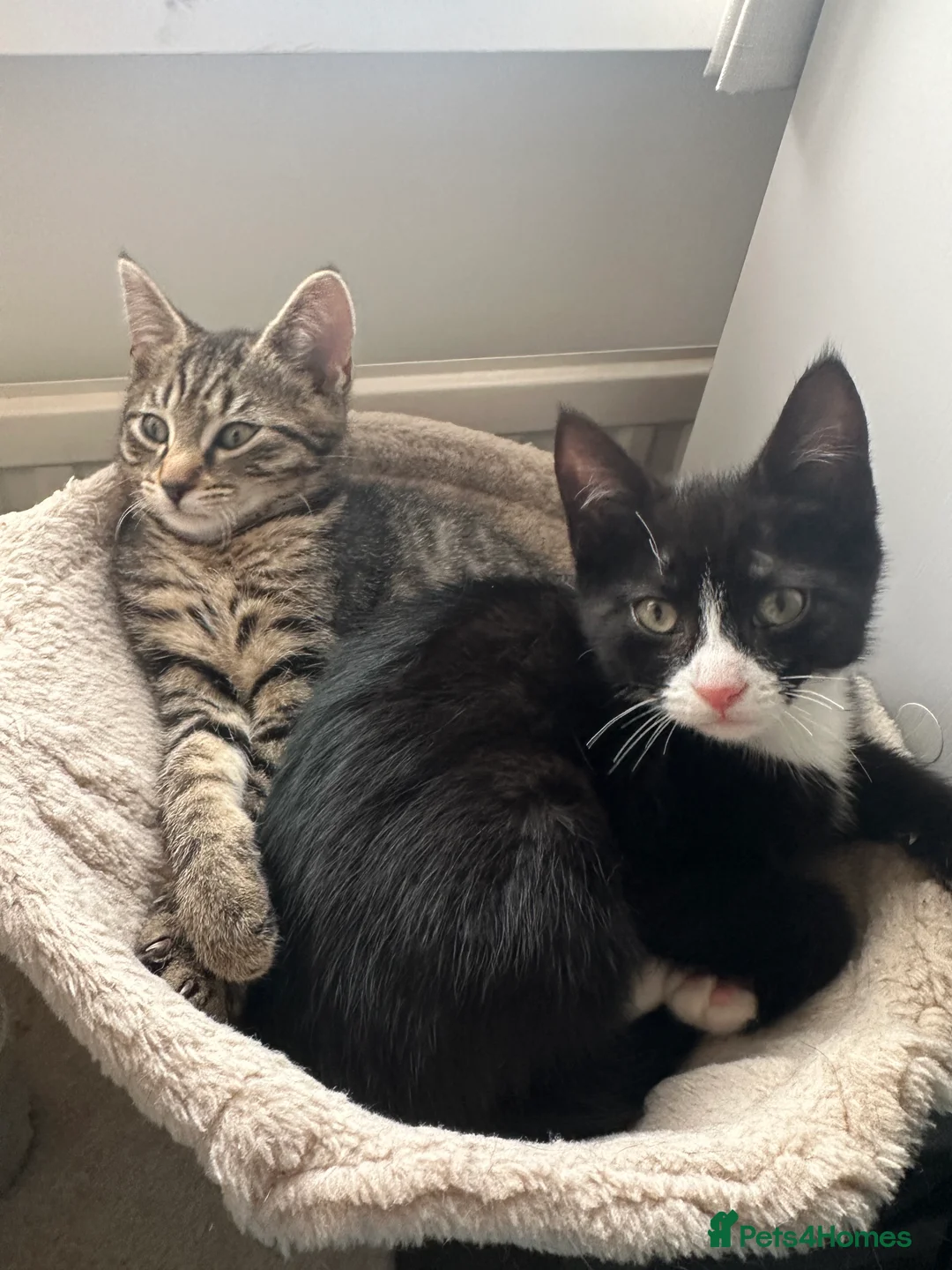 Mixed Breed cats for sale: 2 Beautiful loving kittens for sale  - Advert 2