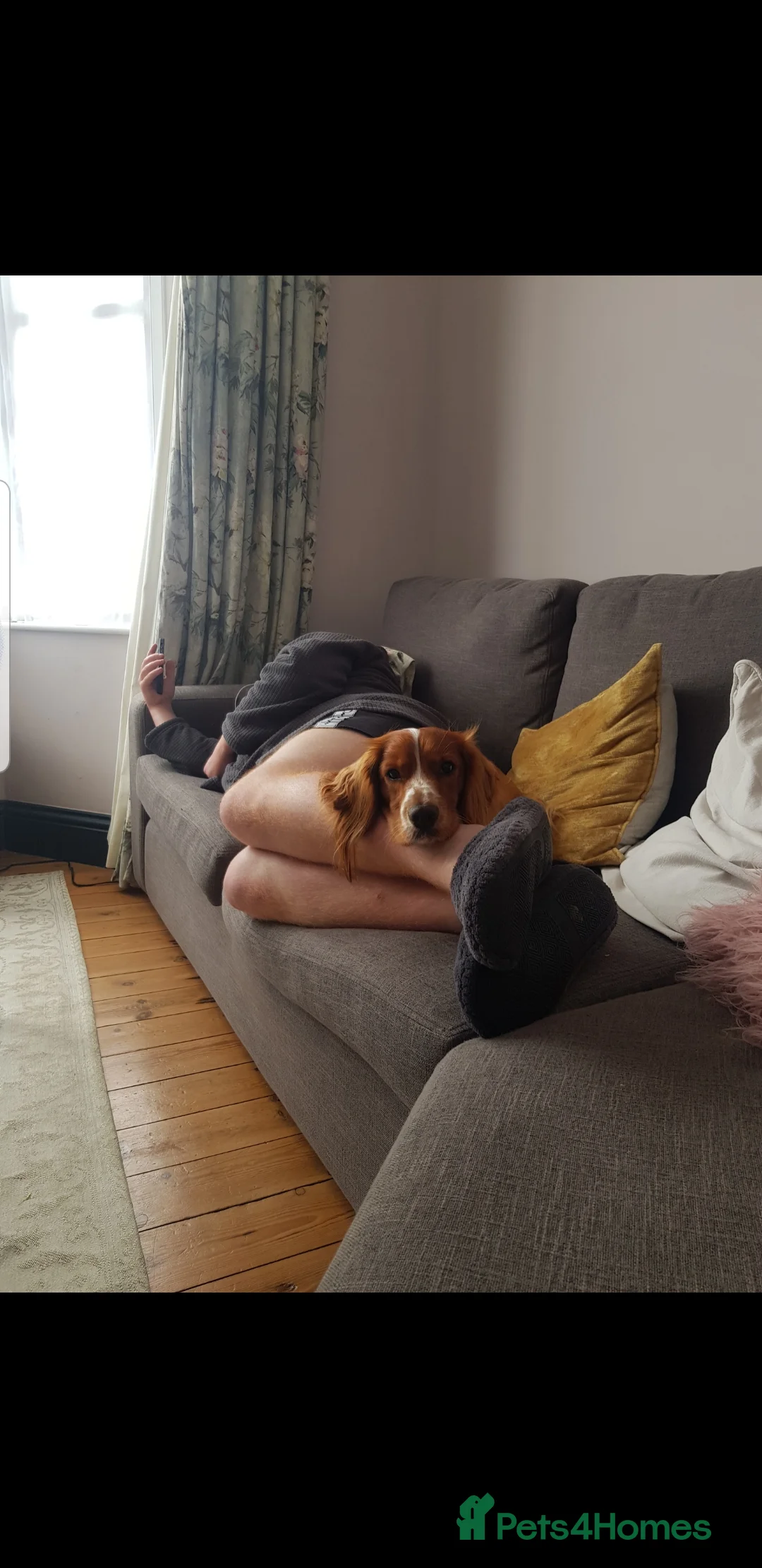 Cocker Spaniel dogs for sale: Male 2 year old Cocker Spaniel  - Advert 4