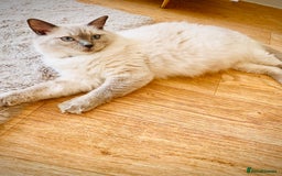 Ragdoll cats for sale: Ragdoll Kittens  - Image 2