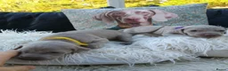 Weimaraner dogs for sale:  Beautiful KC Reg Puppies. Parents hip scored.  - Advert 27