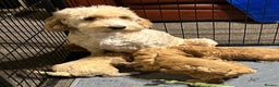 Cockapoo dogs for sale: Show Type Cockapoo Puppies - DNA tested parents - Advert 5