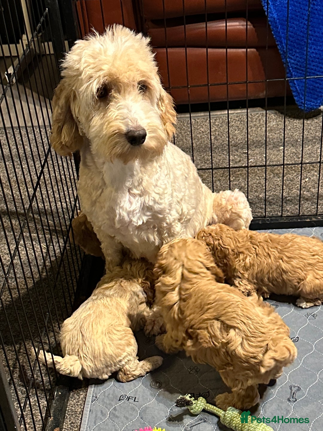 Cockapoo dogs for sale: Show Type Cockapoo Puppies - DNA tested parents - Advert 5