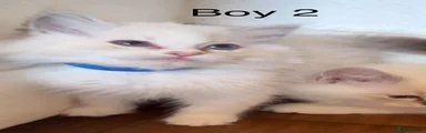 Ragdoll 2