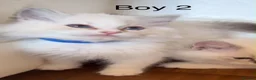 Ragdoll cats for sale: 4 beautiful Ragdolls - Advert 5