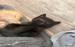 Domestic Shorthair cats for sale: 5 beautiful kittens 🖤 - Image 4