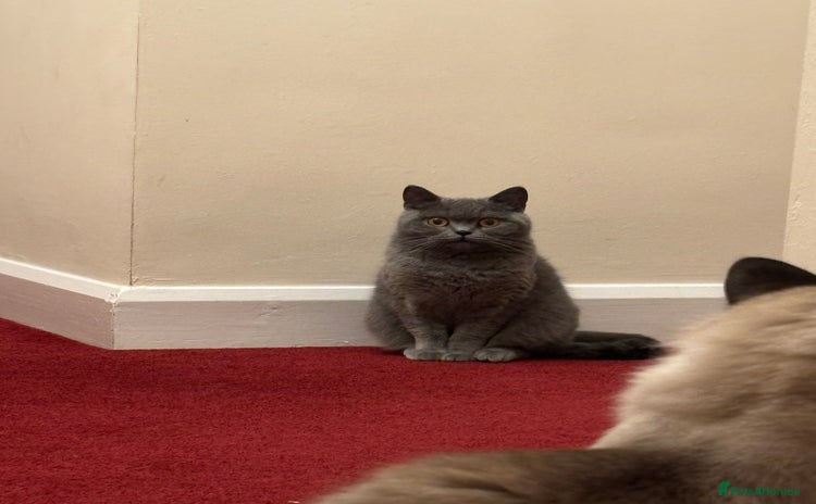 British Shorthair cats - Advert 2