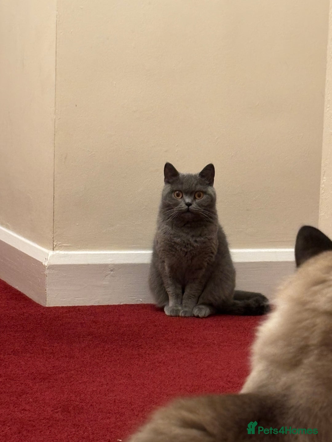 British Shorthair cats for sale: 2 Bonded sisters - Image 1