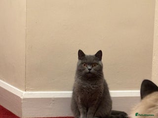 British Shorthair cats - Advert 4