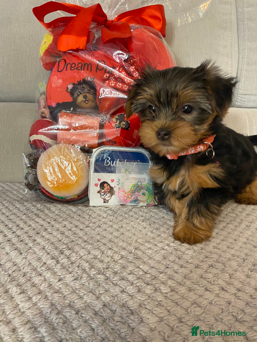 Yorkshire Terrier dogs for sale: Beautiful 2 Girls Yorkshire Terrier Pedigree  - Advert 7