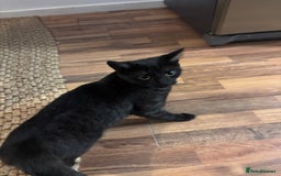 British Shorthair cats for sale: British Short hair - Advert 3