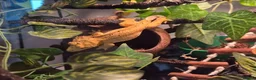 Gecko reptiles for sale: Female Crested Gecko & Complete Bioactive Setup - Advert 4