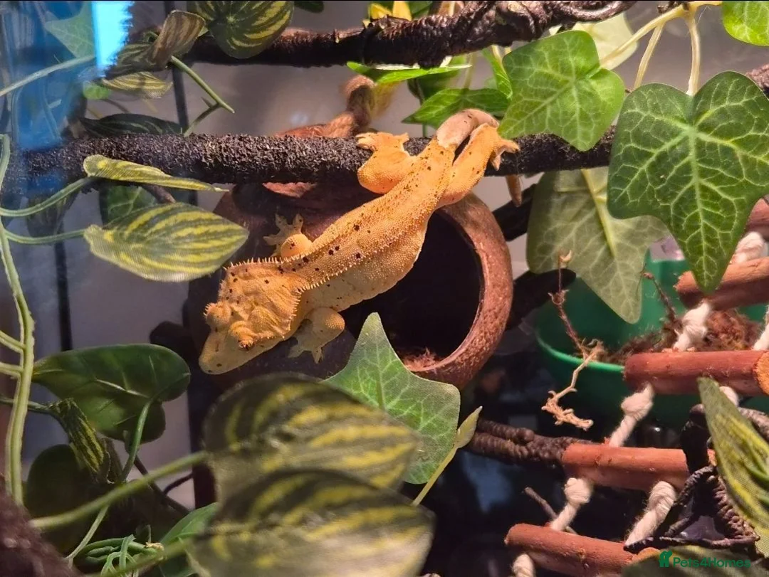 Gecko reptiles for sale: Female Crested Gecko & Complete Bioactive Setup - Advert 4