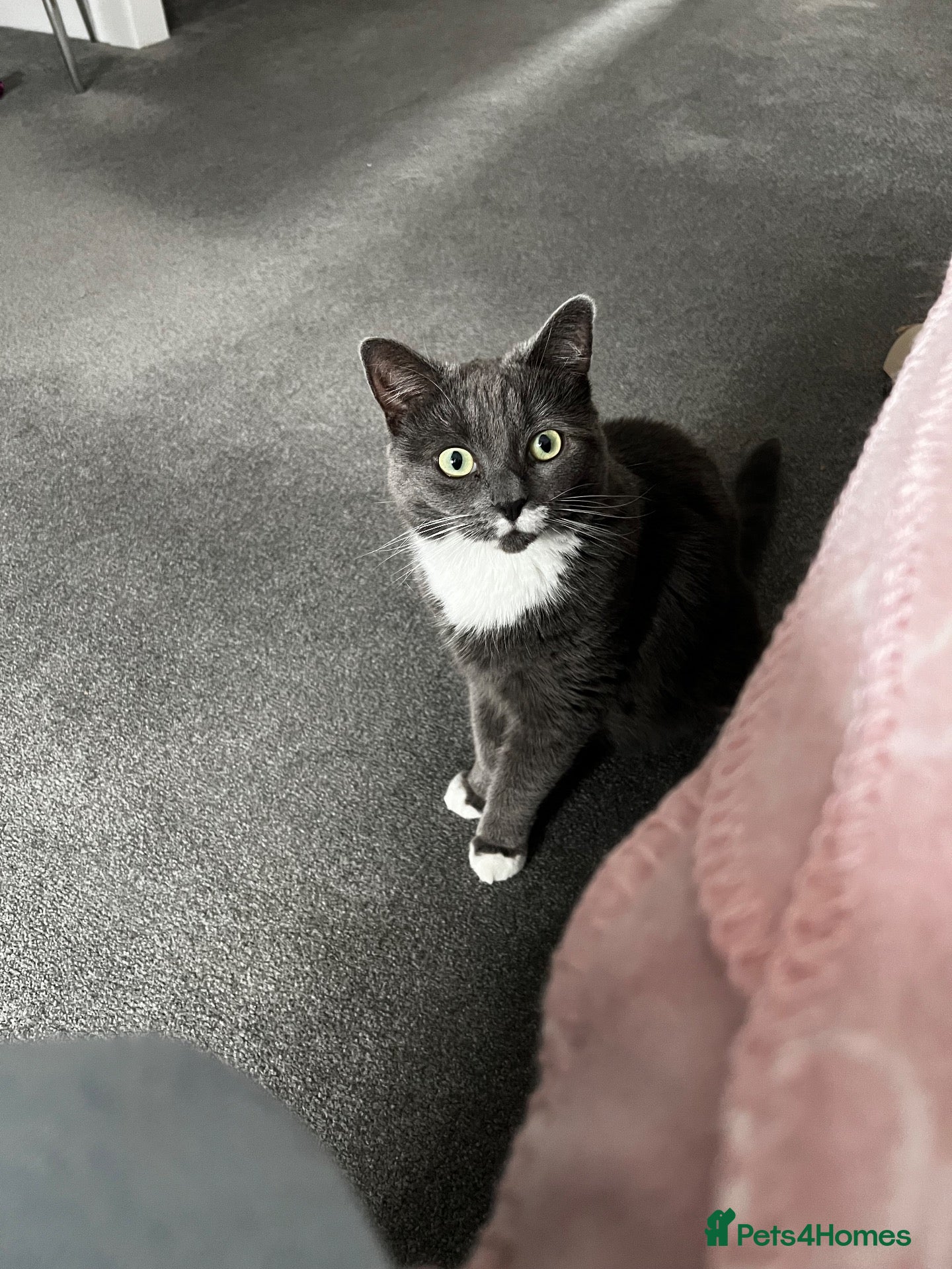 British Shorthair cats Very special loving home wanted for our cat (2yrs) - Advert 11