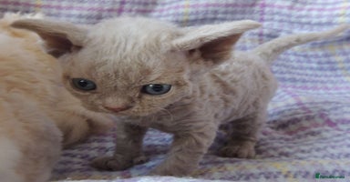 Devon Rex cats - Advert 15