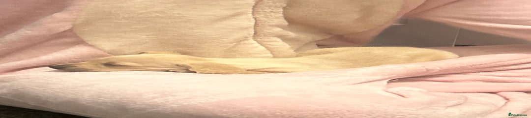 Miniature Dachshund Puppy 5