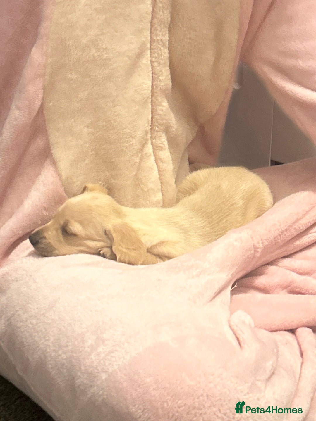 Miniature Dachshund dogs for sale: Miniature dachshunds  - Image 11