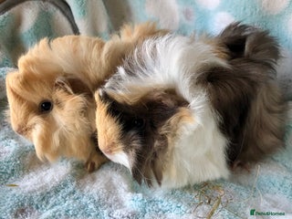 Guinea Pig rodents Baby Peruvian longhaired brothers - Advert 12