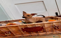 Italian Greyhound dogs for sale: 3/4 Italian Greyhound 1/4 Miniture Pinscher  in Devizes - Image 1
