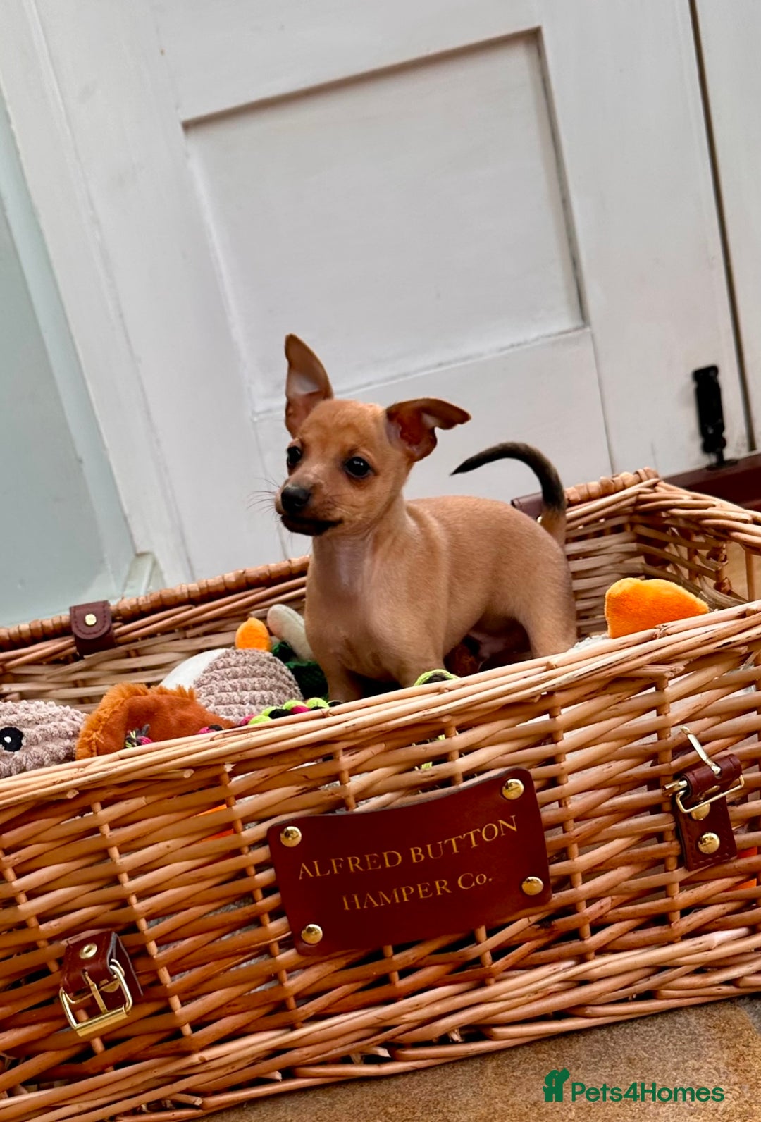 Italian Greyhound dogs for sale: 3/4 Italian Greyhound 1/4 Miniture Pinscher  in Devizes - Image 1