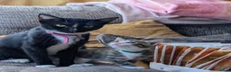 Domestic Shorthair cats for sale: Last 2 Tabby Kittens  - Advert 2