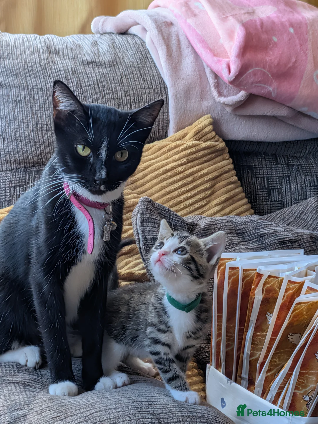 Domestic Shorthair cats for sale: Last 2 Tabby Kittens  - Advert 2