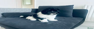 Mixed Breed Puppy 2