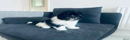 Mixed Breed dogs for sale:  Shihpoo x cavalier King Charles puppies for sale in Ramsgate - Advert 10