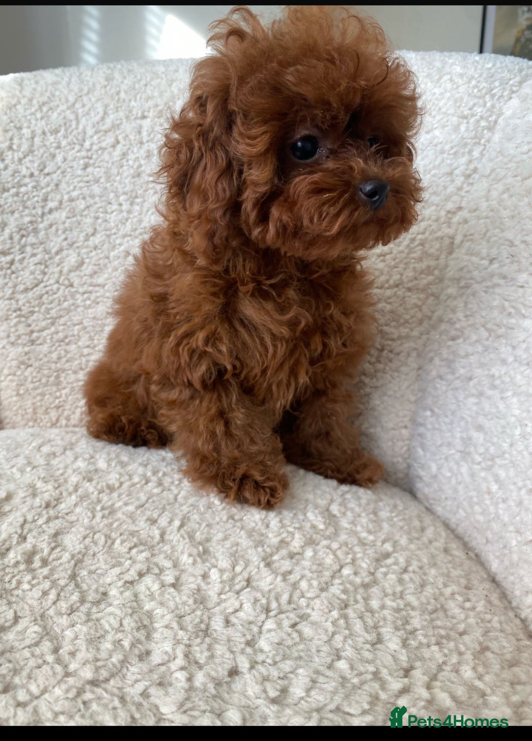 Toy Poodle dogs for sale: 🧸Beautiful red toy/asian poodle puppies 🧸  - Advert 8