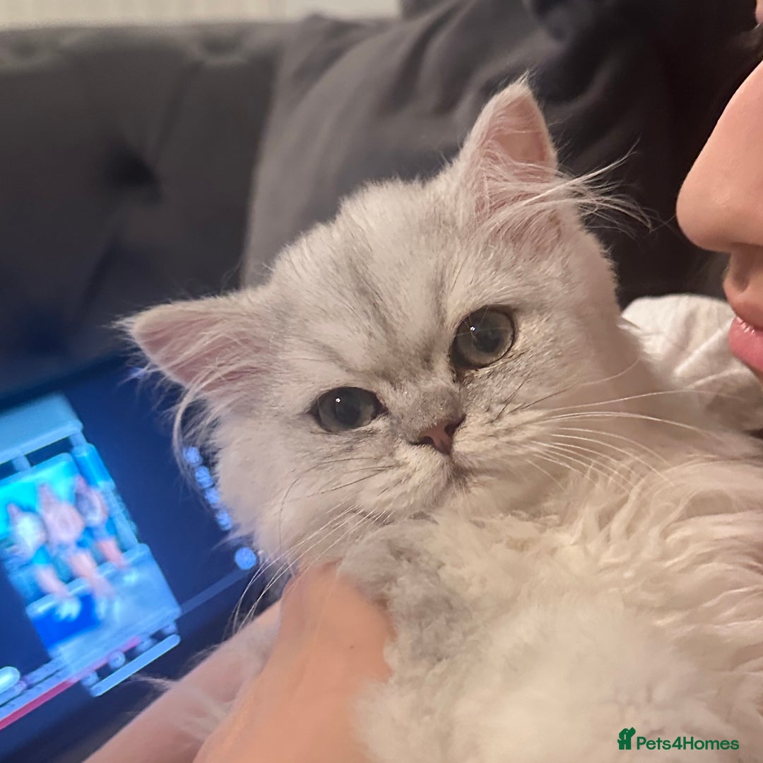 Persian cats for sale: Pure Persian Chinchilla kittens - Image 14