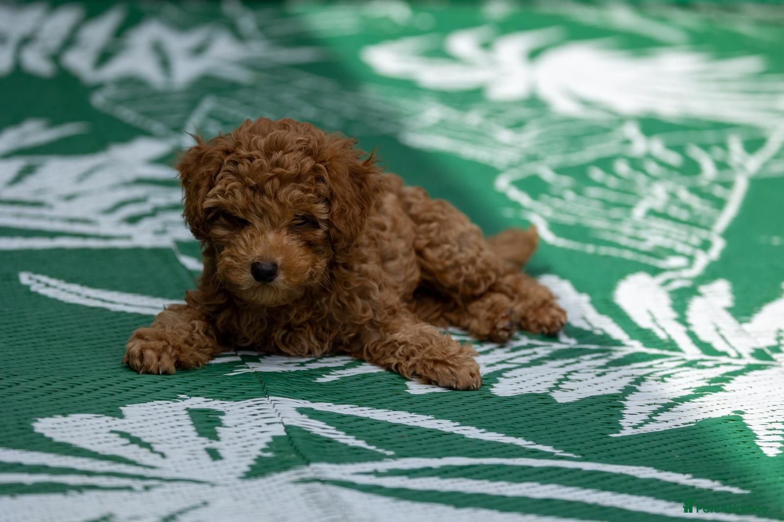 Toy Poodle dogs Small true size Toy Poodles - Advert 15