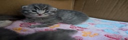 Mixed Breed cats for sale: Beautiful grey silver tabby kittens, ragdoll X Mum - Advert 37