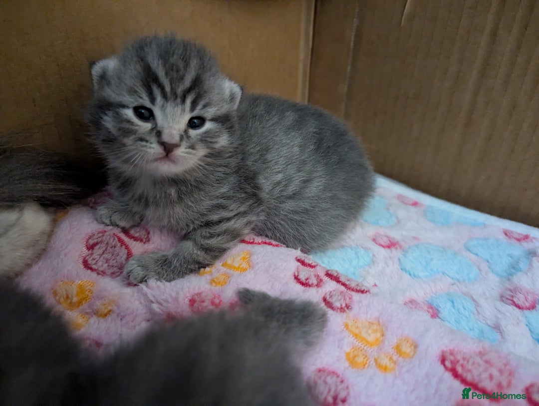 Mixed Breed cats for sale: Beautiful grey silver tabby kittens, ragdoll X Mum - Advert 37
