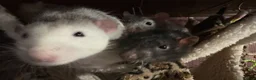 Rat rodents for sale: 4 Male Rats & Cage - Advert 2