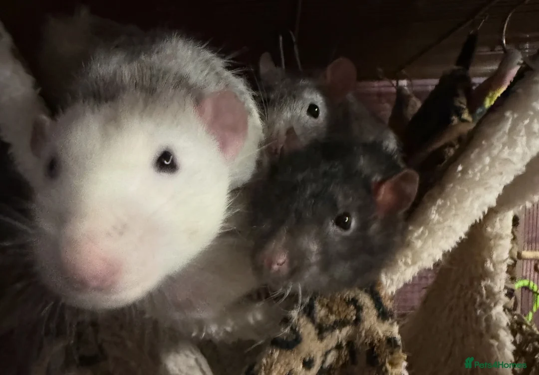 Rat rodents for sale: 4 Male Rats & Cage - Advert 2