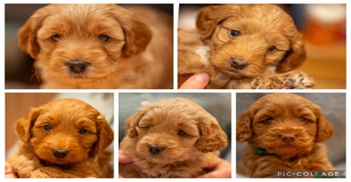Cockapoo dogs - Advert 4