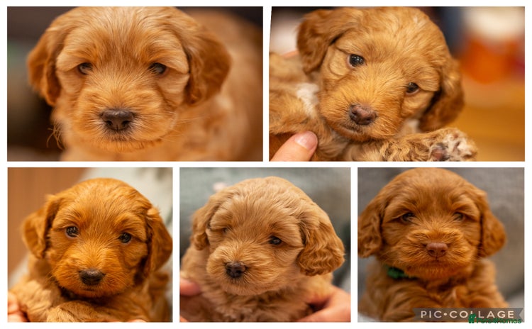 Cockapoo dogs - Advert 16