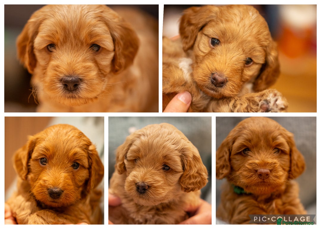 Cockapoo dogs for sale: Stunning F2b Miniature Cockapoos / Health Tested - Image 1