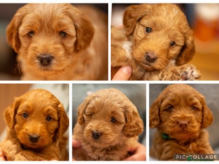 Cockapoo dogs - Advert 3