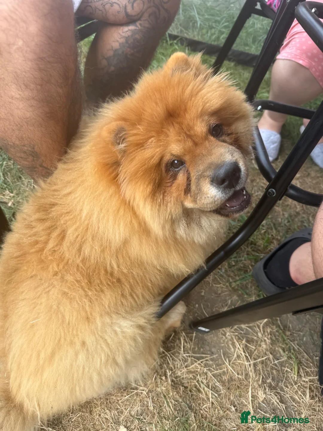 Chow Chow dogs for sale: Chow chow 8 months old  - Advert 2