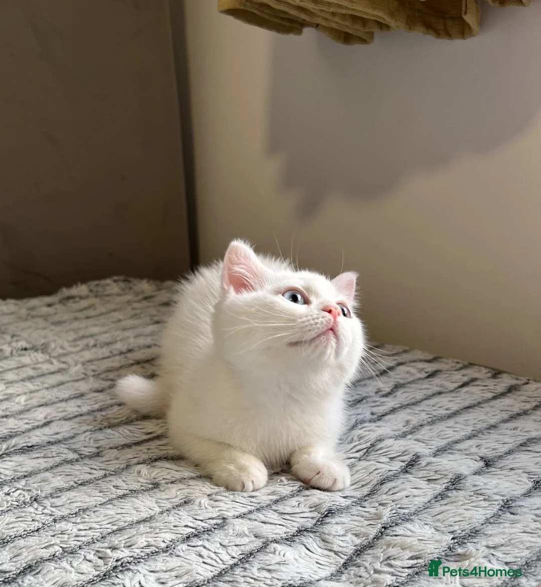 British Shorthair cats for sale: (Last kitten)🐾TICA B.S.H Boy 🐾 - Advert 2