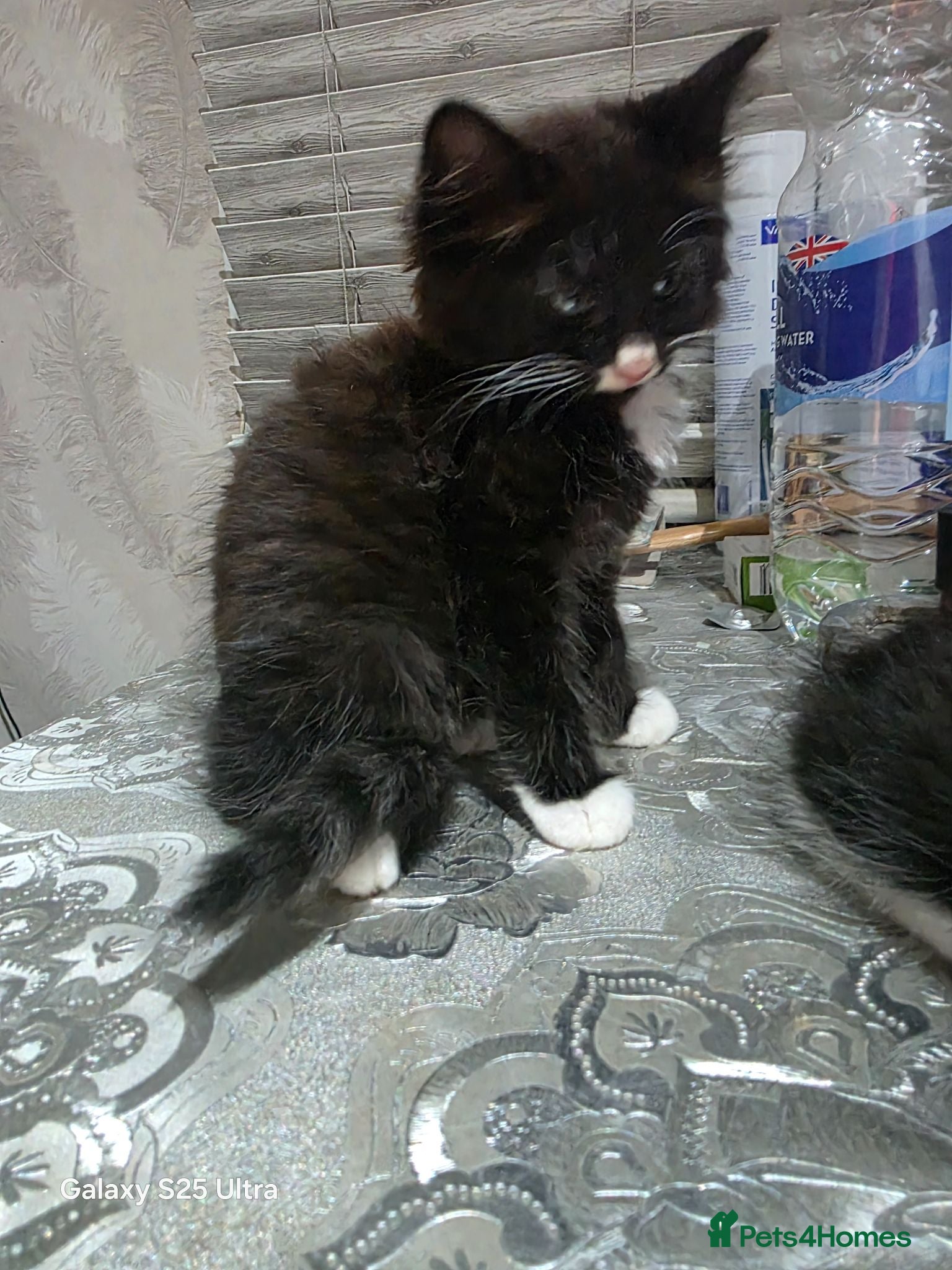 Turkish Angora cats Long-haired kittens - Advert 2