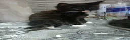 Turkish Angora cats for sale: Long-haired kittens - Advert 2