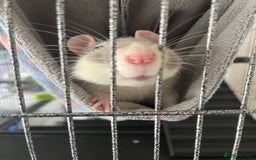 Rat rodents for sale: 2 male rats + cage and accessories  - Image 4