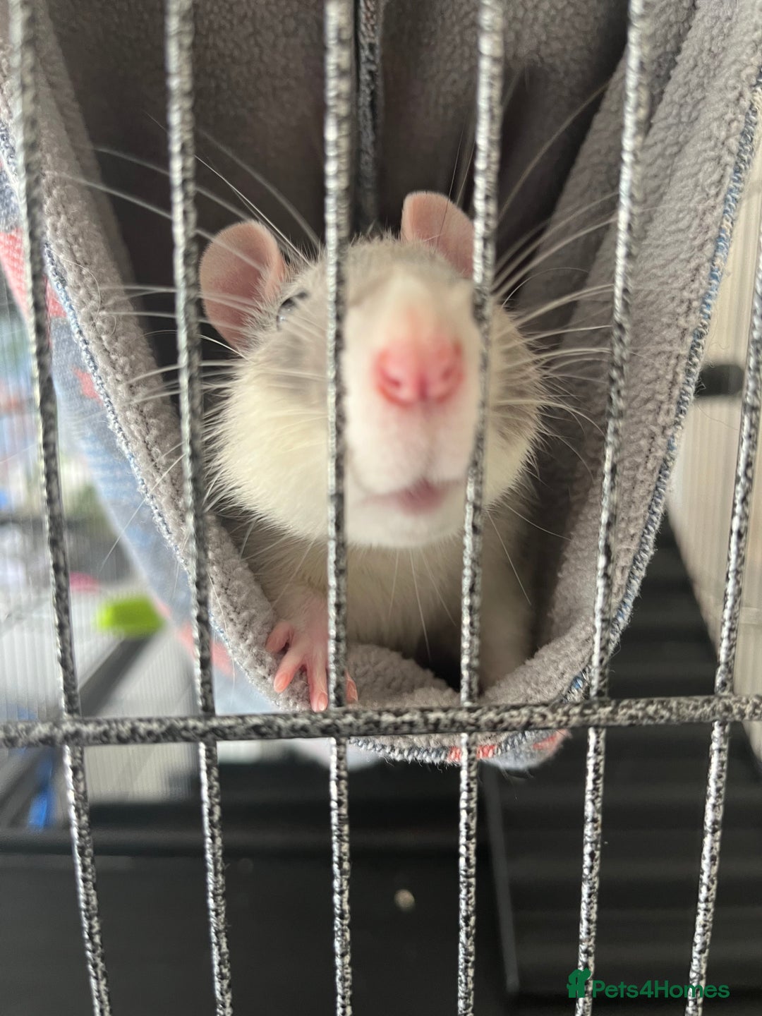 Rat rodents for sale: 2 male rats + cage and accessories  - Image 4