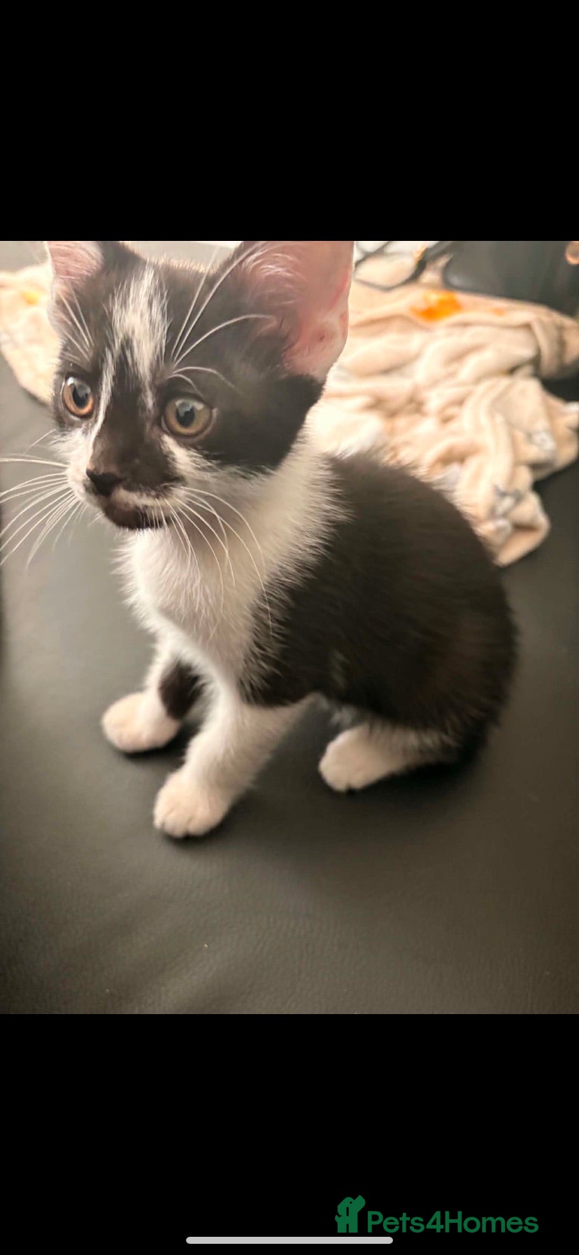 Mixed Breed cats Snooky is looking for his new family🏡💙 - Advert 2