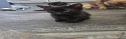 Mixed Breed cats for sale: Mixed breed kittens in East Grinstead - Advert 3