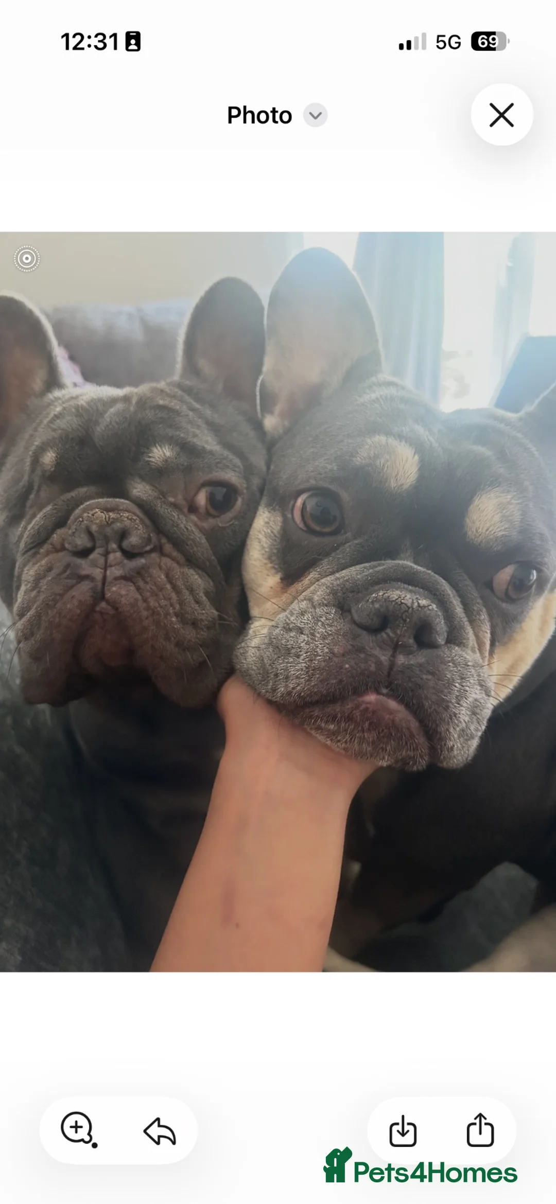 French Bulldog dogs for sale: 🏡 MAX IS LOOKING FOR A NEW SOFA… I MEAN HOME 😂❤️ - Advert 5